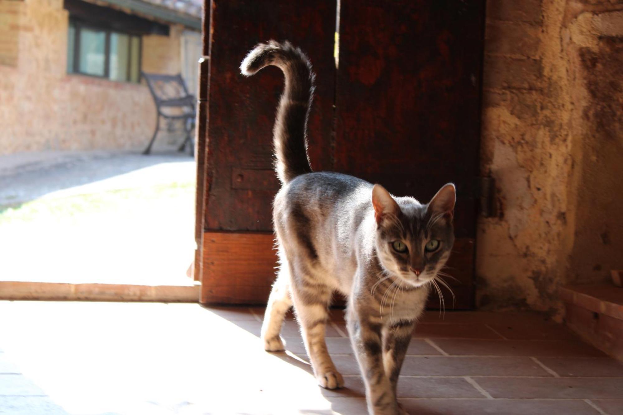 Agriturismo Il Caggio Sovicille Ngoại thất bức ảnh